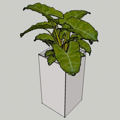 盆栽植物绿植花盆