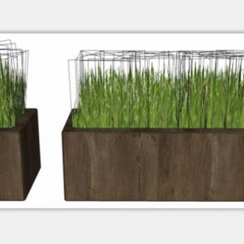 盆栽植物绿植花槽