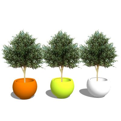 室外园林景观树盆栽