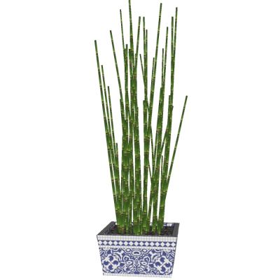 盆栽植物绿植花盆