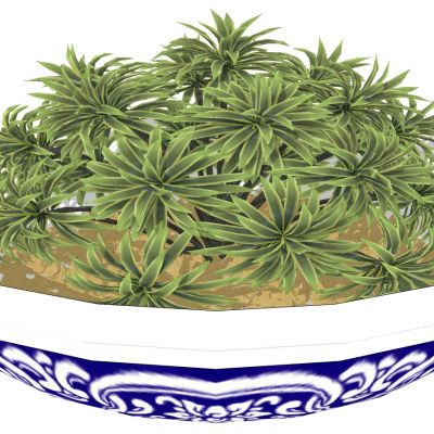 室外园林景观盆景盆栽盆栽