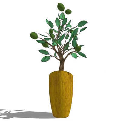 室外园林景观盆景盆栽盆栽