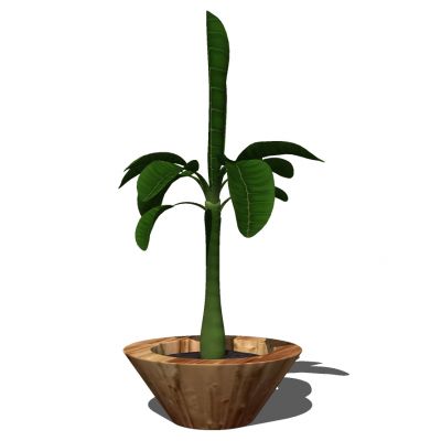 室外园林景观盆景盆栽盆栽