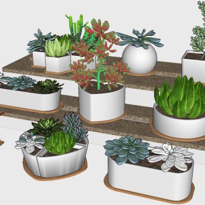 室内植物绿植盆栽花盆多肉