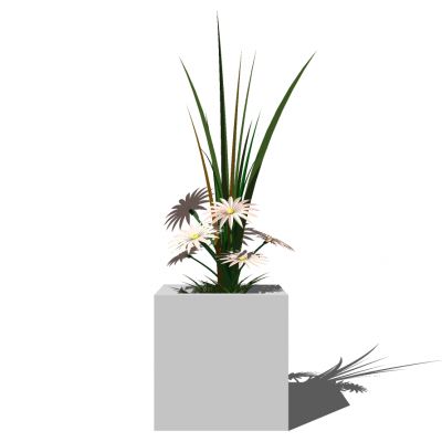 室外园林景观盆景盆栽盆栽