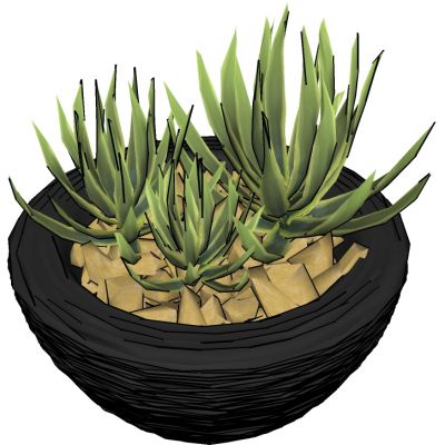 盆栽植物绿植花盆