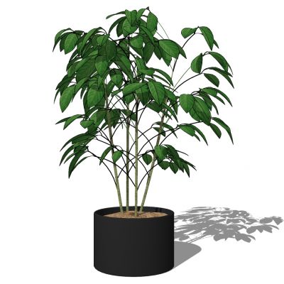 室外园林景观盆景盆栽盆栽