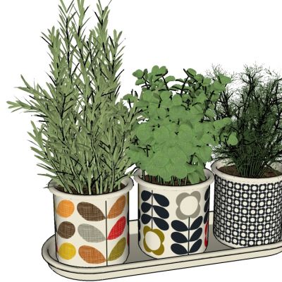 盆栽植物绿植花盆