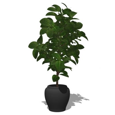 室外园林景观盆景盆栽盆栽