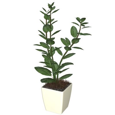 盆栽植物绿植花盆