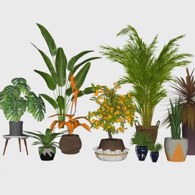 室内植物绿植盆栽花盆