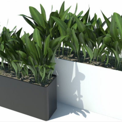 盆栽植物绿植花槽