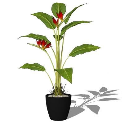 室外园林景观盆景盆栽盆栽