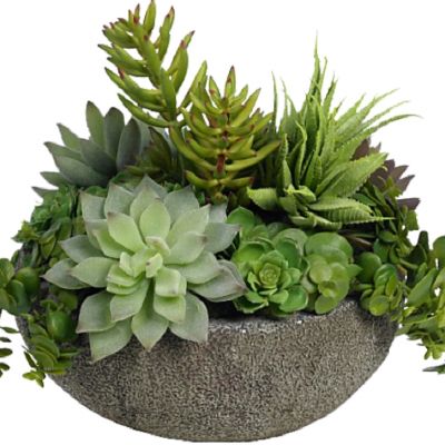 盆栽植物绿植花盆