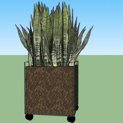 盆栽植物绿植花盆