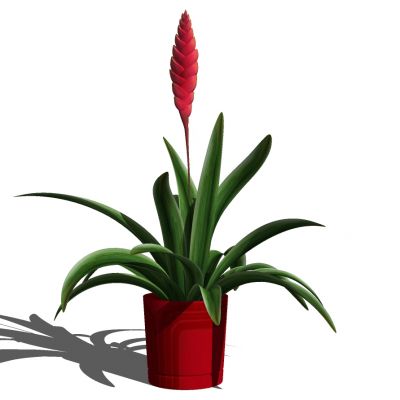 室外园林景观盆景盆栽盆栽