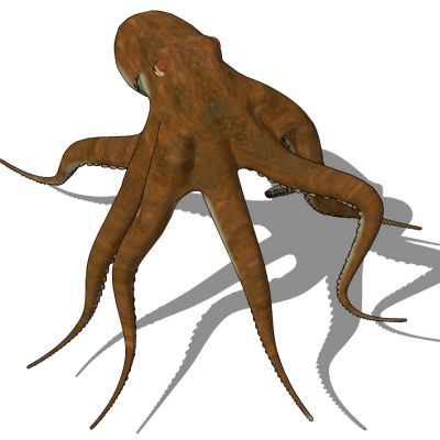 动物八爪鱼章鱼