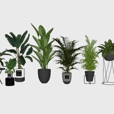 室内植物绿植盆栽花盆花架