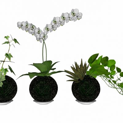 现代植物蝴蝶兰花瓶