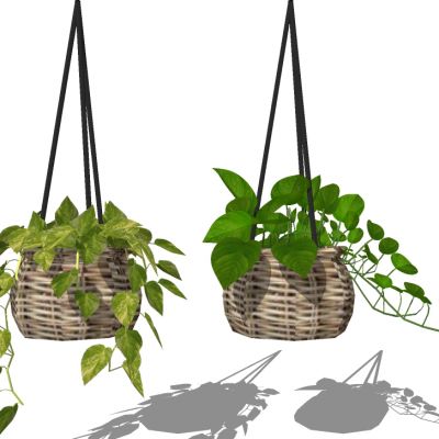 吊挂植物吊篮花艺