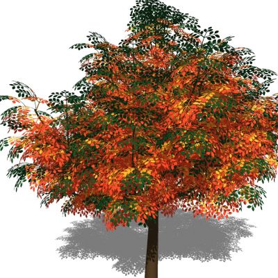 室外园林景观植物景观树