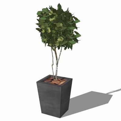 现代植物盆栽花盆花槽