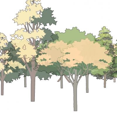 景观手绘风格植物树