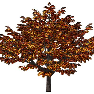 室外园林景观植物景观树