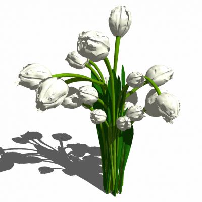 植物鲜花插花郁金香