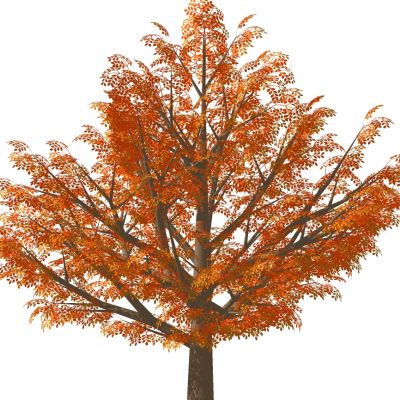 室外园林景观植物景观树