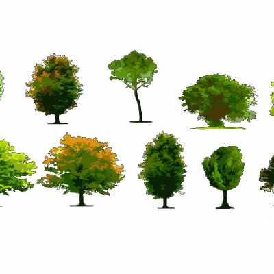 园林景观植物树