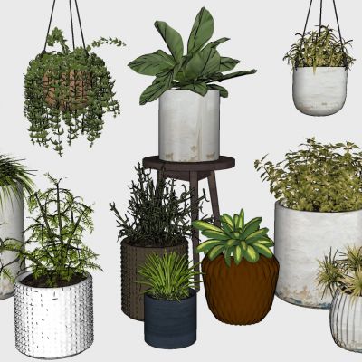 室内植物绿植盆栽花盆吊篮