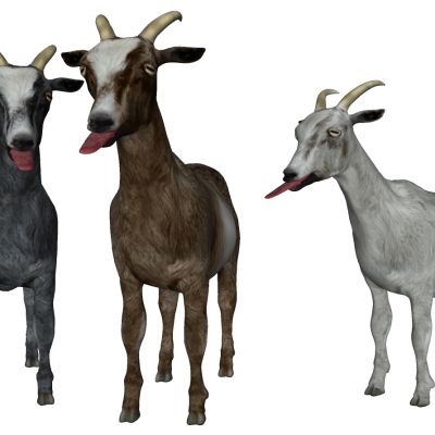 动物山羊