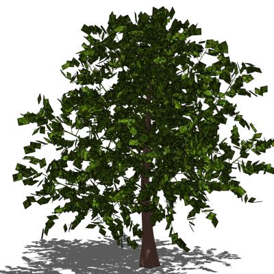 室外园林景观植物景观树