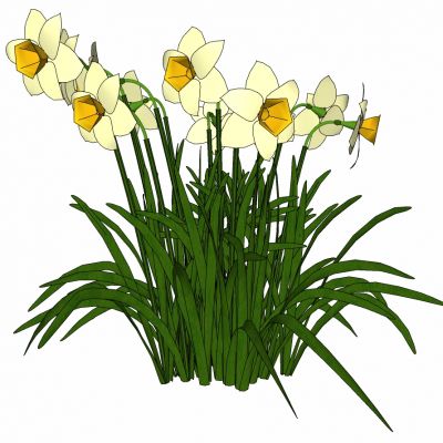 植物鲜花插花水仙花