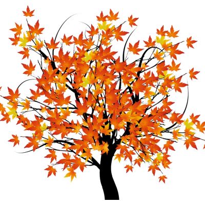 室外园林景观树枫树