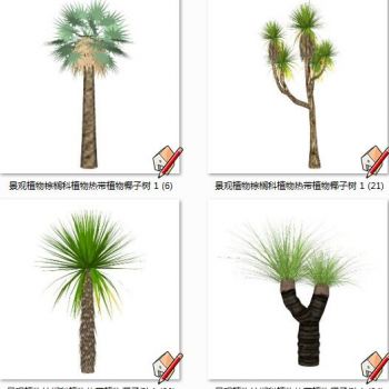 景观植物棕榈科植物热带植物椰子树