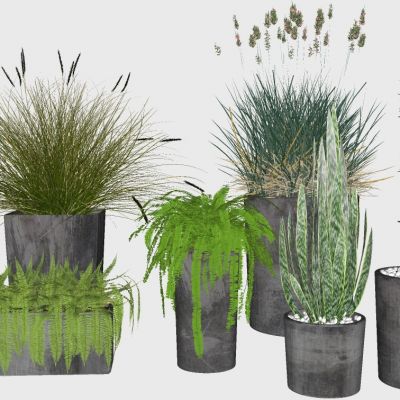 室内植物绿植盆栽花盆