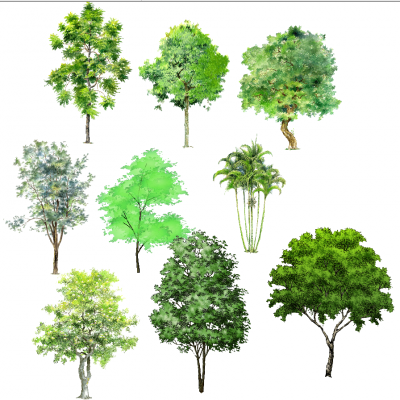 景观手绘风格植物树