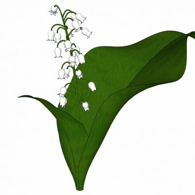 植物鲜花插花铃兰