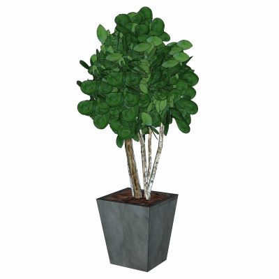 现代植物盆栽花盆花槽