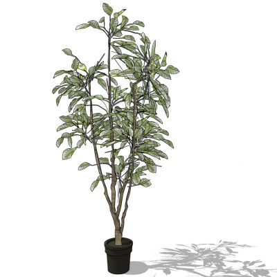 室外园林景观植物景观树