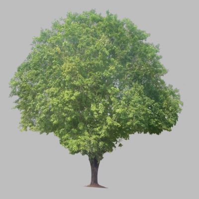 室外园林景观植物景观树