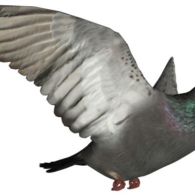 动物鸽子3D模型