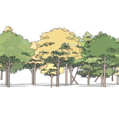 景观手绘风格植物树