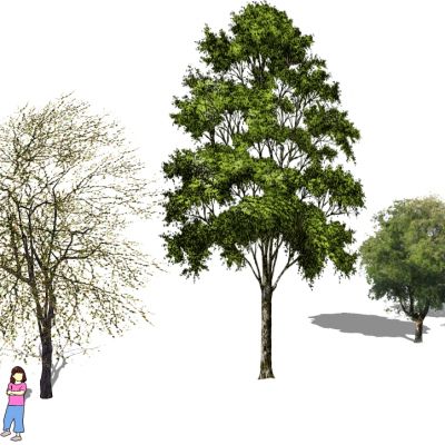 景观手绘风格植物树