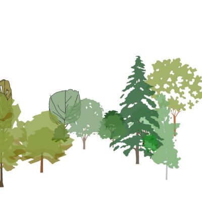 景观手绘风格植物树