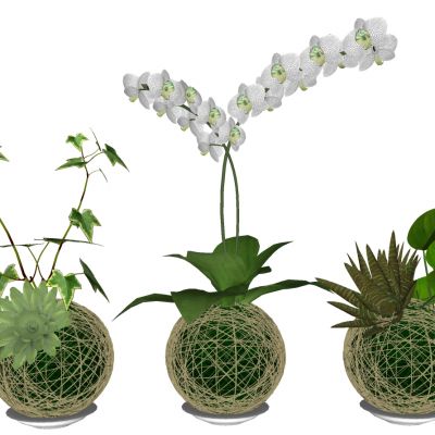 现代玻璃插花花瓶摆件蝴蝶兰