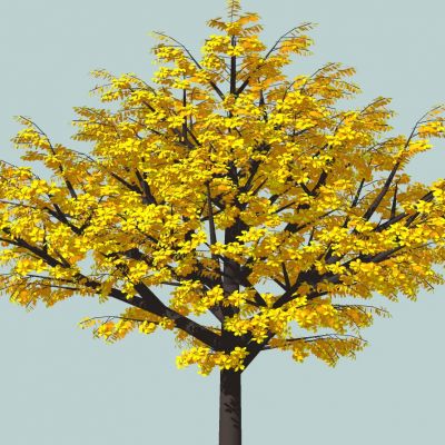 室外园林景观植物景观树