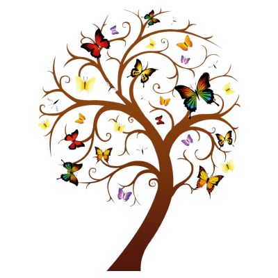 室外园林景观树蝴蝶树